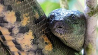 FOTOS: maior cobra do mundo, sucuri-verde é chamada de 'Anaconda' e vive no Brasil