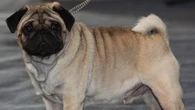 Veterinária cita 5 raças de cães que não recomenda adotar por problemas de saúde