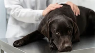 Seu cão pode ter câncer: saiba como identificar