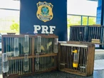 PRF resgata aves silvestres em ônibus interestadual na BR-116