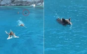 Influenciadoras são perseguidas por javali dentro do mar; VÍDEO