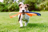 9 motivos para manter o cão na coleira e guia em passeios
