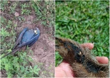Justiça responsabiliza concessionária de energia por mortes de espécies ameaçadas de extinção na Bahia