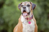 Metade dos brasileiros evita falar sobre o envelhecimento dos pets, revela pesquisa