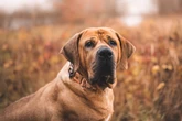 4 características do cachorro da raça tosa inu 