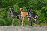 Saiba as características e veja 7 raças do cachorro do grupo galgo