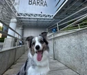 Vacinação antirrábica: Shopping Barra recebe posto da campanha neste fim de semana