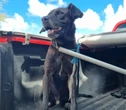 Veja como foi o resgate do cachorro que caiu no córrego na Av. Heitor Dias