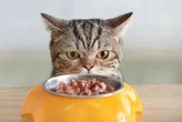 Não é tudo igual: 10 dicas para escolher o sachê para o gato