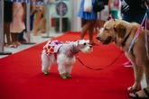 Proibidos de circular? Veja regras para o seu pet em shoppings da capital