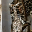 Zoológico de São Paulo lança campanha para nomear filhotinho de girafa