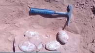 Ovos de dinossauro de 72 milhões de anos são achados na Espanha e intrigam arqueólogos