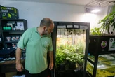 Após oito anos, loja pioneira de cultivo urbano de cannabis medicinal fecha as portas em Salvador