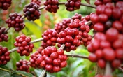 Marca baiana de café acumula dívida de R$ 137 milhões e consegue na Justiça proteção contra credores