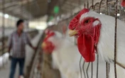 China anuncia suspensão da compra do frango brasileiro após país confirmar 1° caso de gripe aviária