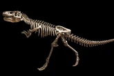 Esqueleto de T. rex é vendido por R$ 270 milhões e bate recorde em leilão da Sotheby's