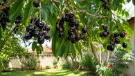 Fruta preta com gosto de tutti-frutti cresce fácil no quintal, chama atenção pela cor e encanta as crianças