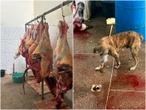 Operação apreende 800 quilos de carne clandestina que seria vendida na Bahia