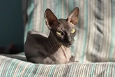 7 cuidados importantes com gatos sem pelos 