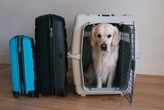 Cliente denuncia companhia aérea após negação de transporte de cachorro: 'Descaso'