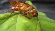 3 espécies de plantas capazes de expulsar as baratas de sua casa