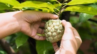 Fruta comum ajuda a controlar pressão alta e glicemia; saiba qual