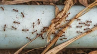 Formigas invadiram sua casa? Veja 5 soluções naturais que funcionam