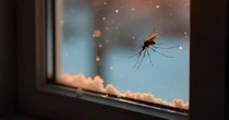 Adeus, mosquitos: saiba como acabar com os insetos usando apenas papel higiênico