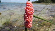 Ovos rosa no jardim? Veja por que você nunca deve tocá-los com as mãos
