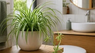 Esta planta simples pode transformar o banheiro e ainda ajudar contra a umidade