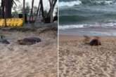 Tartaruga marinha é flagrada desovando em praia de Camaçari