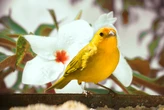 Se você ouvir esses pássaros cantando no jardim de casa durante o dia: o que isso significa e por que é um bom sinal