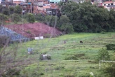 Cavalos, mato e abandono: vendido pelo Bahia, estado do Fazendão impressiona
