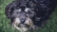 Seu cachorro está esquecido? Pode ser alzheimer canino: os sinais que você precisa notar