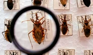 Beberam caldo de cana: seis casos de doença de Chagas são registrados na Bahia