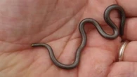 Conheça a menor cobra do mundo, que reapareceu depois de muitos anos sem registros