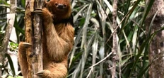 Após mortes de preguiças por choques, MP pede medidas de proteção ambiental da Coelba