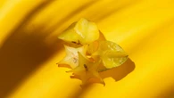 O segredo para sua primeira planta está na semente da carambola que você joga fora