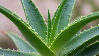 Planta milenar vira destaque ente os dermatologistas para cuidados com a pele