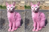 Gata pintada de rosa com tinta de madeira é resgatada pela polícia