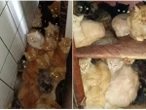 Aposentada vira alvo da polícia por maus-tratos após ser encontrada com mais de 400 gatos em apartamento