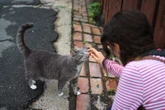 Onde os gatos gostam de carinho: os pontos certos e os lugares que eles costumam evitar