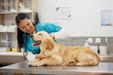 Faculdade abre minicurso de sutura veterinária nas férias com inscrição solidária