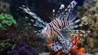 Peixe invasor de 30 cm está dominando o litoral nordestino e pode destruir paraísos como Trancoso, Abrolhos e Fernando de Noronha
