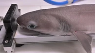 Raríssima, espécie de tubarão mais velha que os dinossauros é vista no mar e é recolhida para experimentos