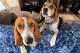 9 diferenças entre as raças beagle e basset hound