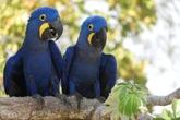 Brasil atualiza lista de animais ameaçados: 790 espécies correm risco de desaparecer