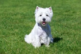 4 características do cachorro west highland white terrier