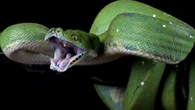Amazônia: novos segredos sob as águas revelados