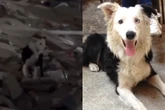 Tsunami: conheça o cão que virou herói nos resgates após terremoto na Venezuela